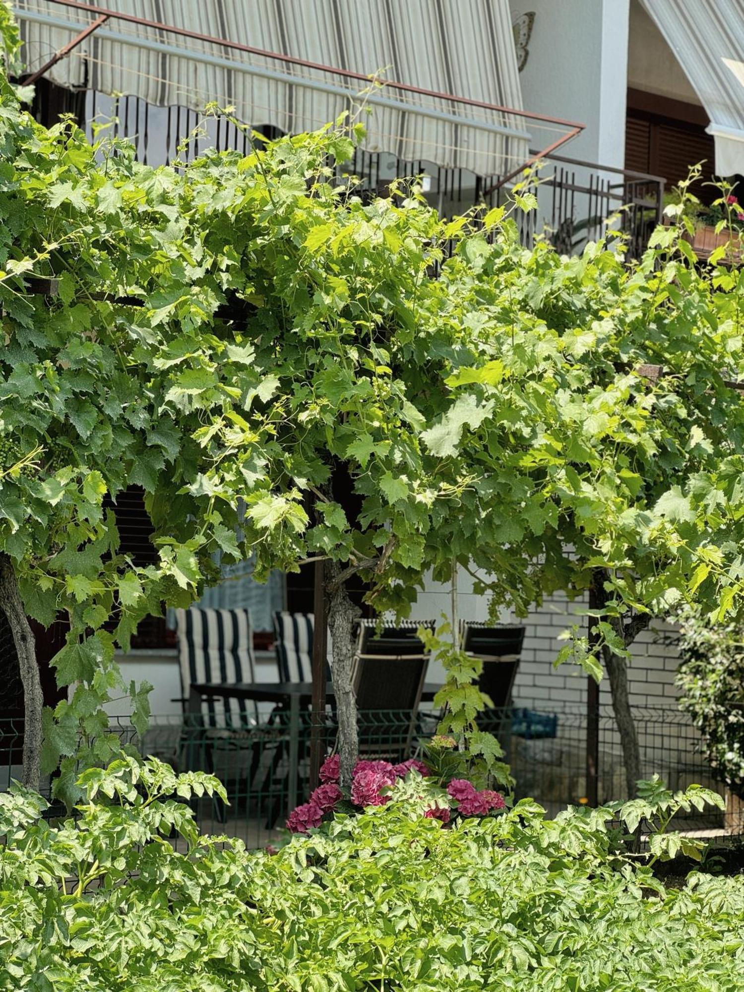 Apartment Gregoric إيزولا المظهر الخارجي الصورة